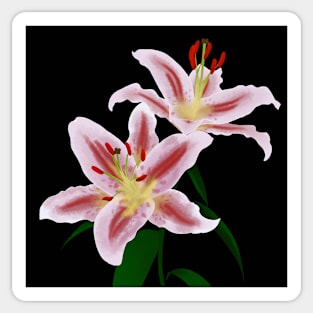 Lilies with black background Sticker